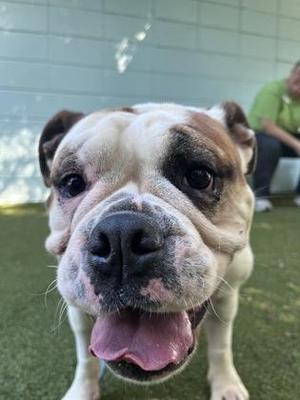 A close-up of a bulldog with a wrinkled face, standing on a green surface. The dog has a white and brown coat, with a black nose and tongue sticking out. The background shows a tiled wall and a person in a green shirt.