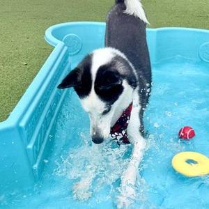Milton, Siberian Husky / Mixed Breed, adult, available for adoption