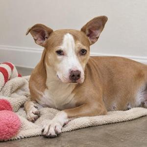 A brown and white dog lying on a blanket