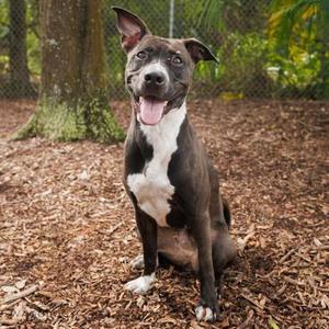 Kali, Mixed Breed, adult, available for adoption
