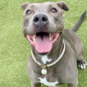 A happy gray dog with a white chest and a pearl necklace, sitting on green grass.