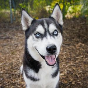 Comet, Siberian Husky / Mixed Breed, adult, available for adoption