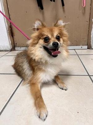 Chewy, German Spitz / Mixed Breed, adult, available for adoption