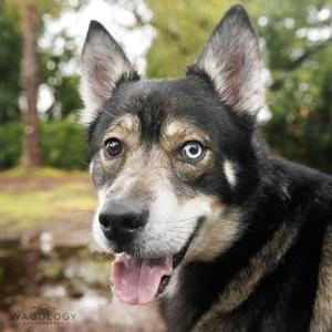 Ace, Siberian Husky / Mixed Breed, adult, available for adoption