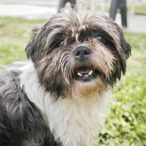 Pixie, Shih Tzu / Mixed Breed, adult, available for adoption