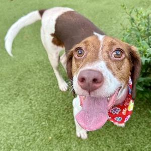 A brown and white dog with floppy ears wearing a red bandana with floral patterns, standing on green grass and looking up with its tongue out.