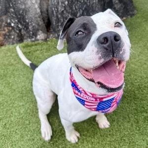 Harley, Mixed Breed, adult, available for adoption