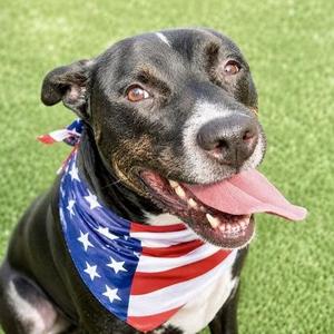 Kevin, Mixed Breed, adult, available for adoption