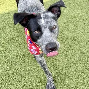 A black and white dog with a red bandana on its neck, standing on green artificial grass.