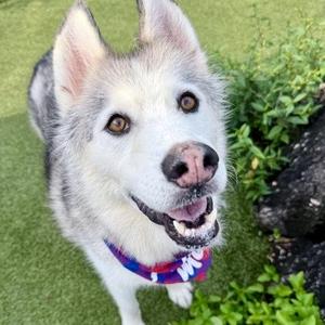 Helen, Siberian Husky / Mixed Breed, adult, available for adoption