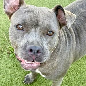 A close-up photograph of a friendly-looking grey pit bull-type dog standing on green artificial grass and looking directly at the camera with a slight smile.