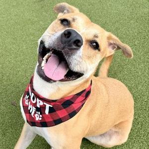 Boone, Mixed Breed, adult, available for adoption