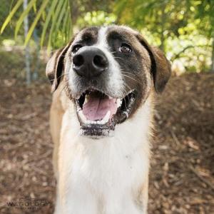 Beethoven, Saint Bernard / Anatolian Shepherd, adult, available for adoption