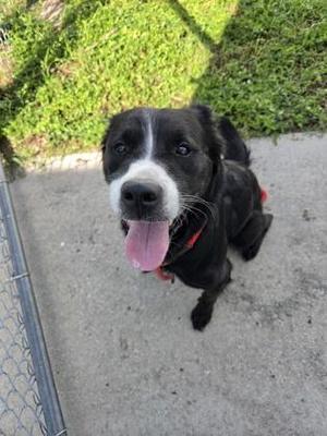 Lola, Bearded Collie / Mixed Breed, adult, available for adoption
