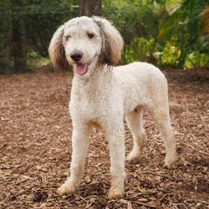 Leo, Standard Poodle / Mixed Breed, adult, available for adoption