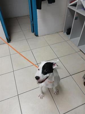 A black and white dog on a leash, standing on a tiled floor.