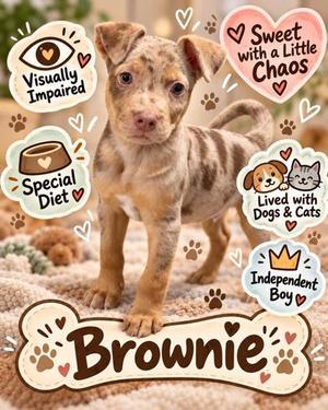 Brownie, Mixed Breed, puppy, available for adoption