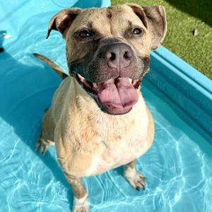 Harper, Mixed Breed, adult, available for adoption