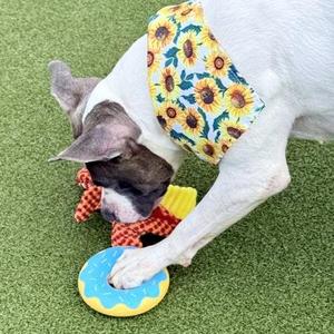 Indie, Mixed Breed, adult, available for adoption
