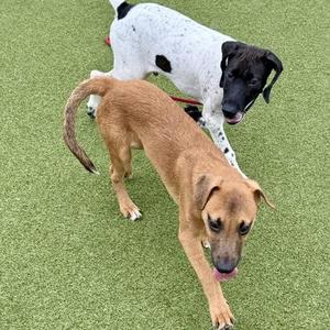 Two dogs standing on a green artificial turf surface. One dog is brown with a black face, and the other is white with black spots.