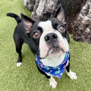 Dior, Boston Terrier, adult, available for adoption