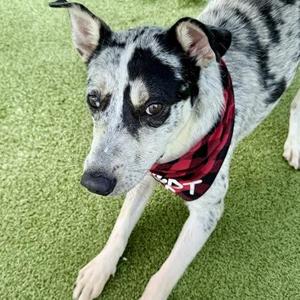Beau, Catahoula Leopard Dog / Cattle Dog, adult, available for adoption