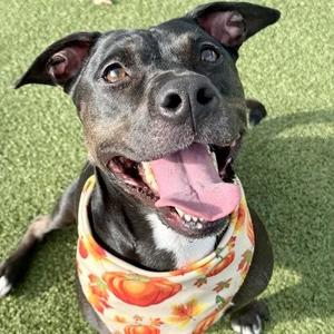 Coco Chanel, Mixed Breed, adult, available for adoption