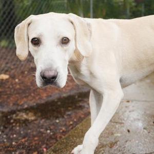 Jake, Labrador Retriever / Mixed Breed, adult, available for adoption