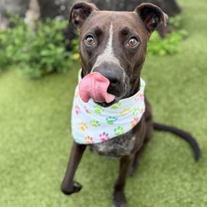 A brown dog with a white stripe on its face is sitting on green grass, wearing a colorful bandana with paw prints. The dog is sticking its tongue out, showing a playful expression.