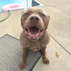 A happy brown dog sitting on a concrete patio with a pool in the background.
