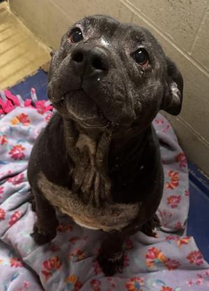Possum, American Staffordshire Terrier / Boxer, adult, available for adoption