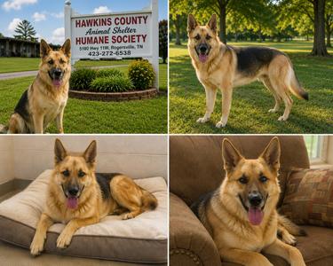 Buddy, German Shepherd Dog, young, available for adoption