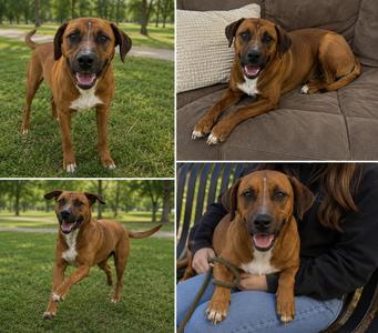 radar, Boxer, young, available for adoption