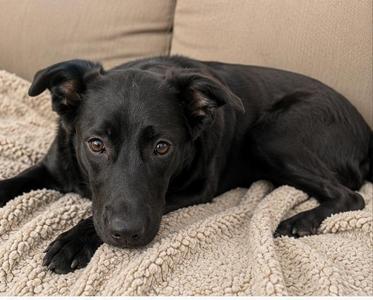 Faith, Black Labrador Retriever, young, available for adoption