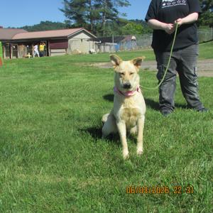 Blondi, White German Shepherd, young, available for adoption