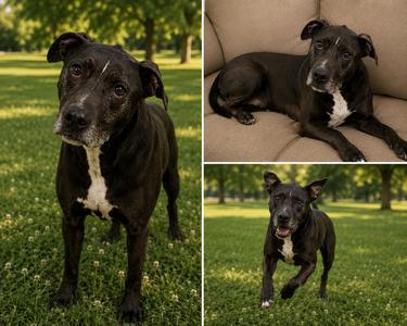 Kai El, Labrador Retriever / Pit Bull Terrier, adult, available for adoption