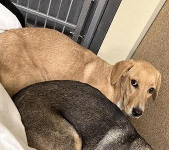 Belle, Hound / Mixed Breed, puppy, available for adoption