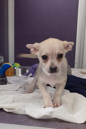 Huey, Chihuahua / Mixed Breed, puppy, available for adoption