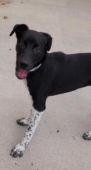 Odie, Mixed Breed, puppy, available for adoption