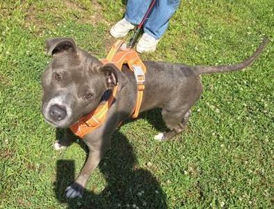 A gray pit bull terrier wearing an orange harness stands on a grassy lawn, looking up at the camera. A person in blue jeans and white shoes is partially visible in the background.
