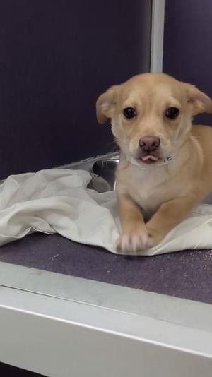 A light-colored puppy with big eyes and floppy ears is lying on a white blanket, sticking its tongue out slightly. The puppy is wearing a collar and appears to be in a kennel or shelter environment with a purple background.