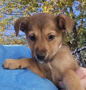 Alexa-MAPFRE event 10-1:30pm, Australian Shepherd / Mixed Breed, puppy, available for adoption