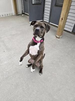 A brown and white dog with a pink collar sitting on a concrete surface.