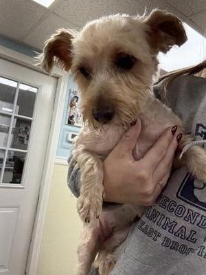 Bella Sara, Yorkshire Terrier / Mixed Breed, young, available for adoption