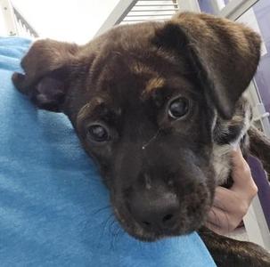 Dodge, Retriever / Mixed Breed, puppy, available for adoption