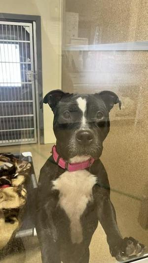 Harmony, Pit Bull Terrier / Mixed Breed, adult, available for adoption