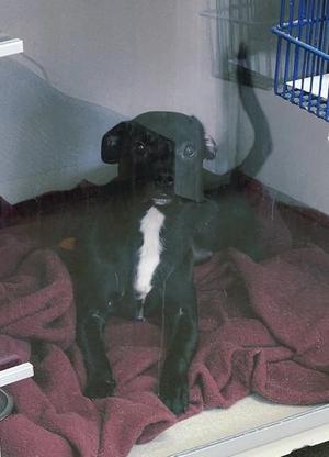 A black dog with a white patch on its chest is sitting on a red blanket inside a cage. The dog is wearing a green hat and looking directly at the camera.