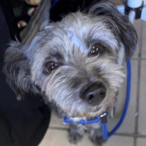 Turkey, Terrier / Mixed Breed, senior, available for adoption