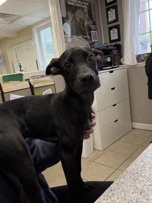 Anubis - Petco Auburn 11 am - 1 pm, Klems 2-4 pm, Mixed Breed, puppy, available for adoption