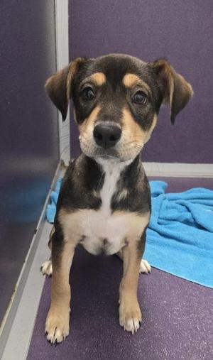 Lexie, Retriever / Shepherd, puppy, available for adoption
